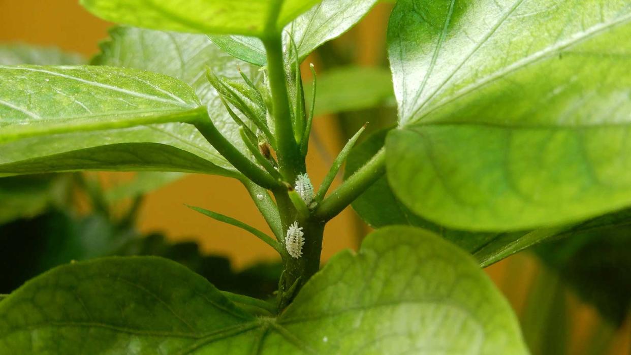  mealybugs on plant 