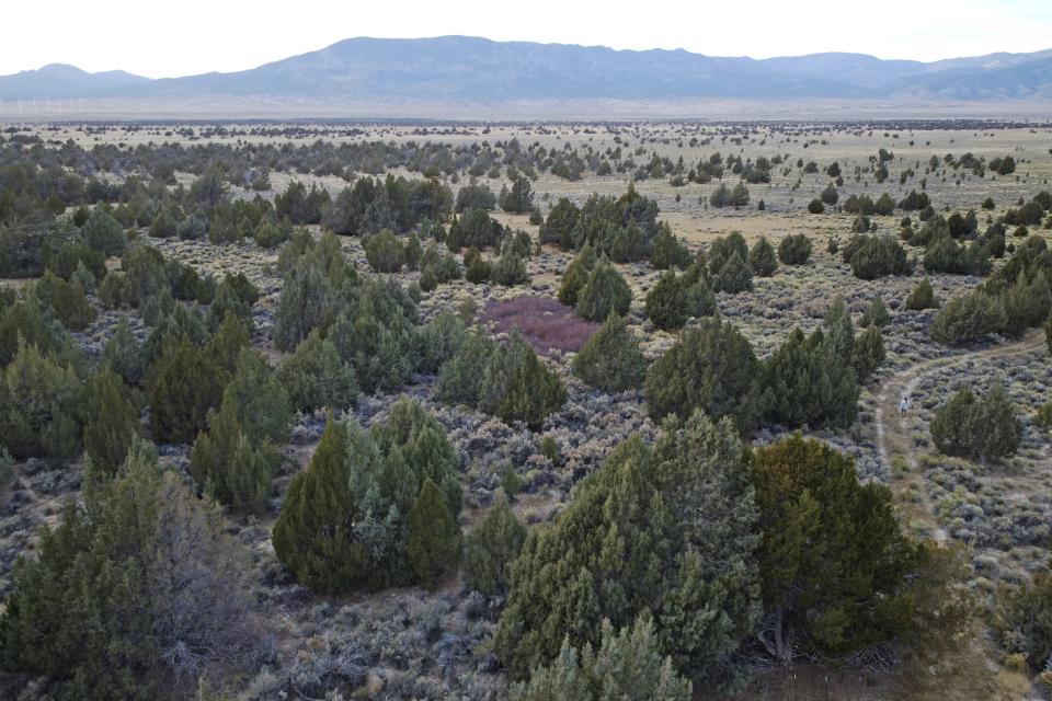 A stretch of Rocky Mountain junipers are visible at Bahsahwahbee on Nov. 11, 2023, a site in eastern Nevada that is sacred to members of the Ely Shoshone, Duckwater Shoshone and the Confederated Tribes of the Goshute Reservation. Their ancestors were massacred by white people on several occasions at this site and tribal members believe their spirits live on in the trees. (AP Photo/Rick Bowmer)