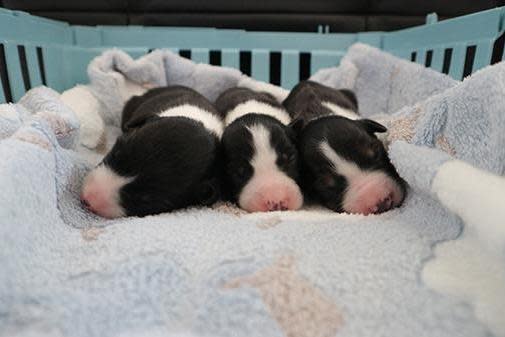 The puppies are now receiving round the clock care at the ISPCA Animal Rehabilitation Centre (Smyth Vet Services)