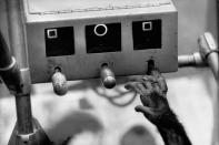 An astrochimp learns to handle equipment at Holloman AFB, 1960. (Ralph Crane—Time & Life Pictures/Getty Images) <br> <br> <a href="http://life.time.com/history/astrochimps-early-stars-of-the-space-race/#1" rel="nofollow noopener" target="_blank" data-ylk="slk:Click here to see the full collection at LIFE.com;elm:context_link;itc:0;sec:content-canvas" class="link ">Click here to see the full collection at LIFE.com</a>