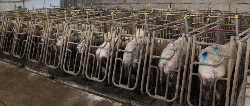 “They are forced to live unimaginably miserable lives.” (Compassion in World Farming.)