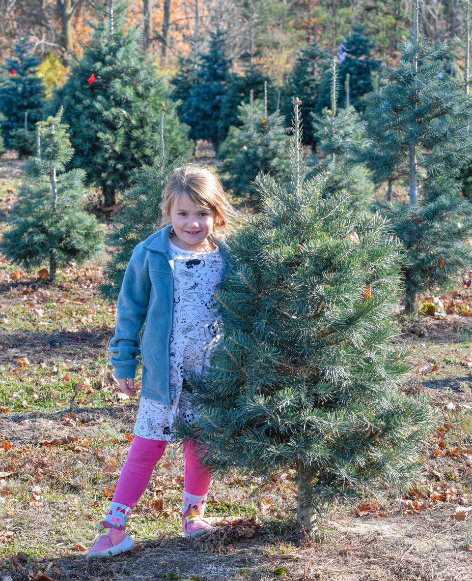 Charleigh Wammes was giving off Goldilocks vibes at Hidden Pines Christmas Tree Farm as she looked for a tree that wasn’t too tall, too small or too pokey.