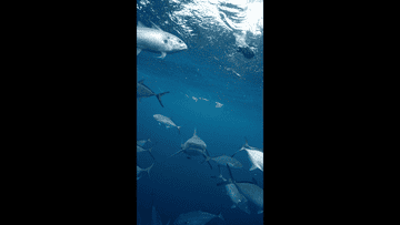 Multiple fish, including a shark, swimming in deep blue underwater scene, with sunlight filtering from the surface above