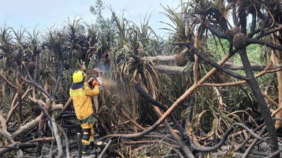 綠島森林火災 燒毀1公頃林投樹林(圖/林保署台東分署提供)