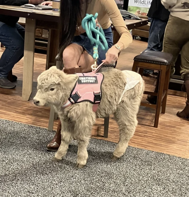 Person holding a leash of an emotional support animal that's a small cow