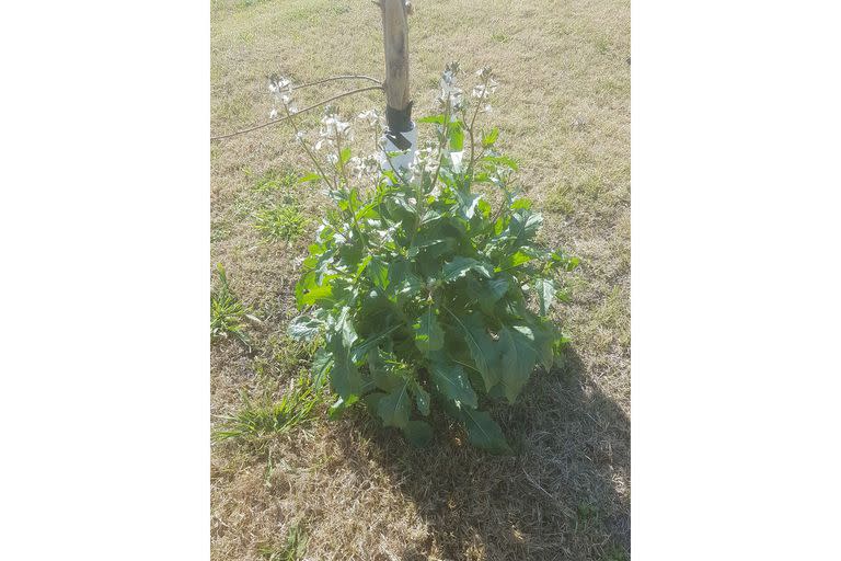 Antes de la reparación, las fotos salían por completo difuminadas. Lo que se ve es una planta de rúcula (sí, rúcula); al sol, y espigando al máximo, dará pronto muchas semillas. Pero la calidad de imagen es pésima