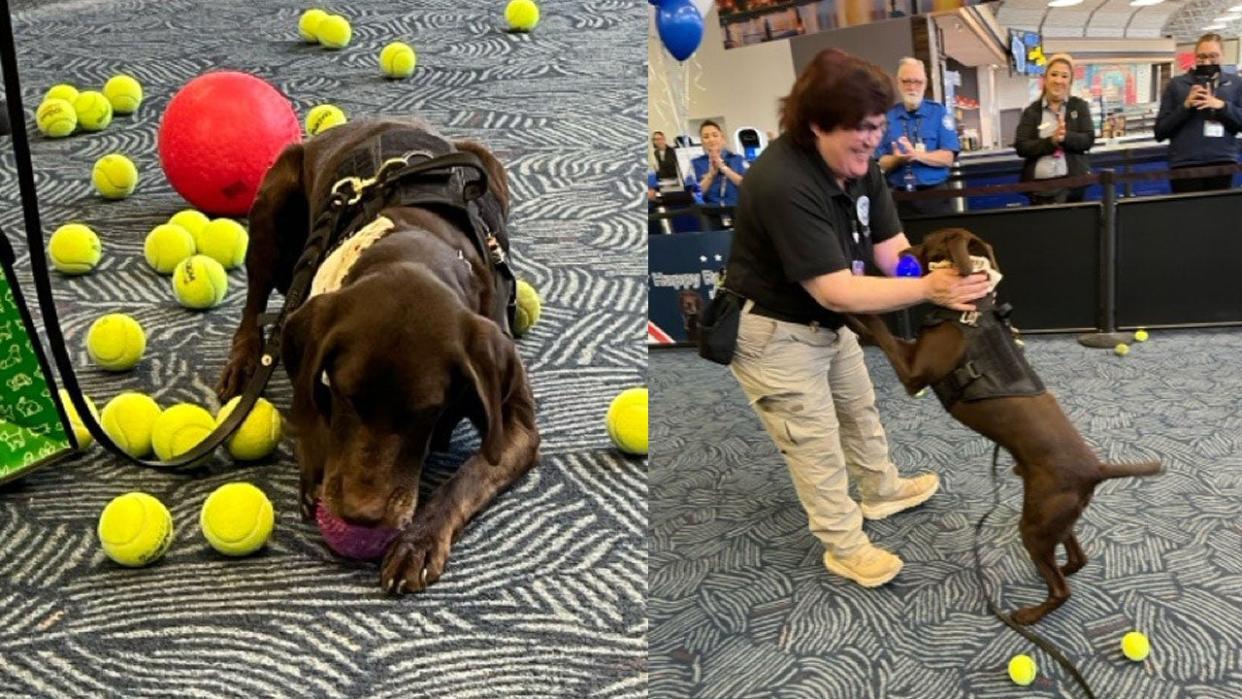 <div>TSA explosive detection canine Rex retired Thursday after five years of service (Courtesy: TSA)</div>