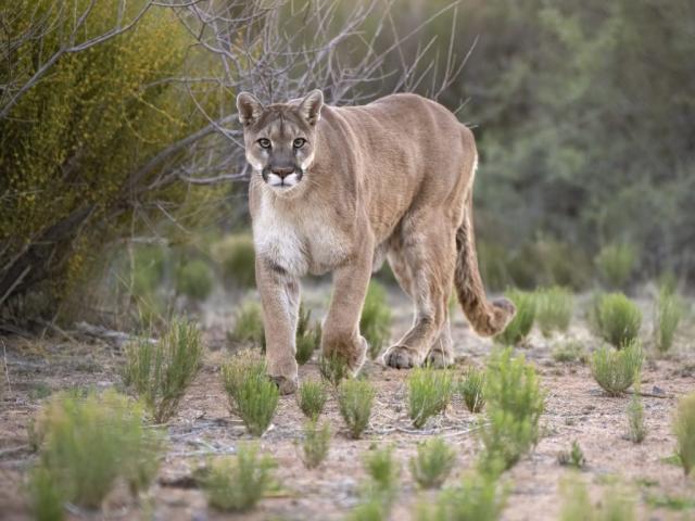 pitbull attacks mountain lion