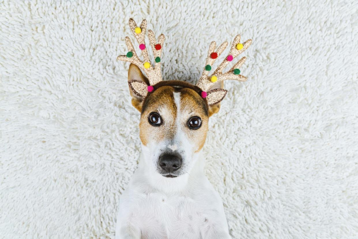 Cute dog in Christmas gold deer horns