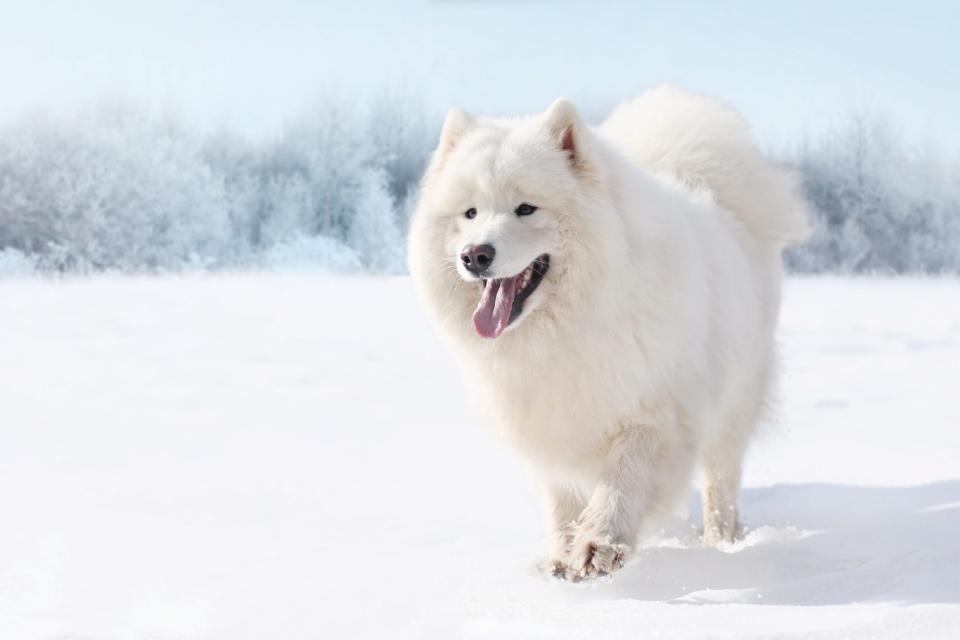 Samoyed