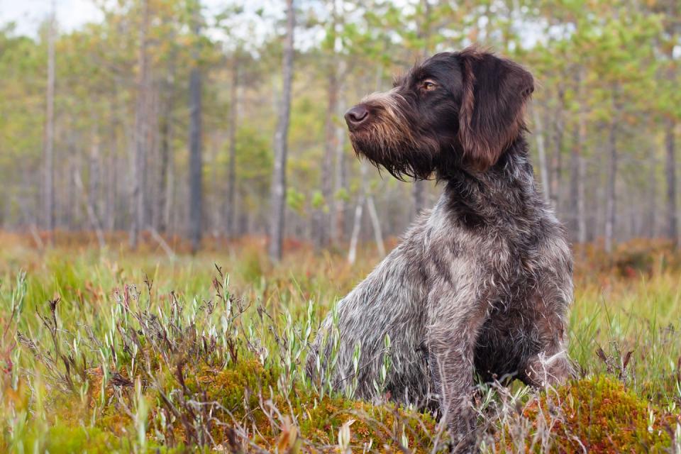 <p>Equally at home on land and water, these enthusiastic hunting dogs are both affectionate and eager. They're a bit taller and heavier than their shorthaired cousins, and possess an adorable shaggy look.</p><p><strong>Weight: 50-70 pounds</strong></p>