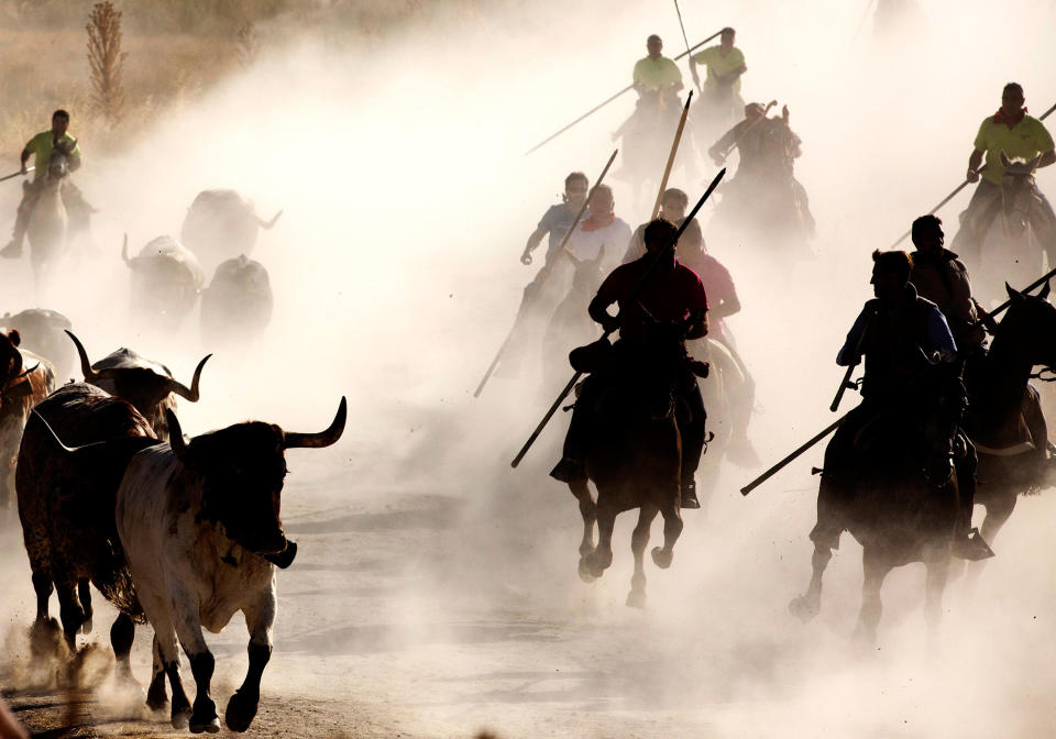 First bull run in Cuellar, Spain