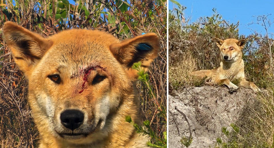 Dingo on beach with blood on its face. 