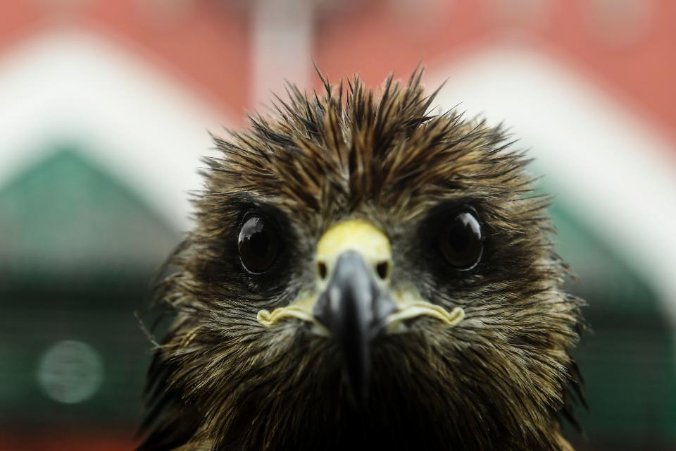 <strong>This black kite has seen things.</strong> (Photo by DIBYANGSHU SARKAR/AFP via Getty Images)