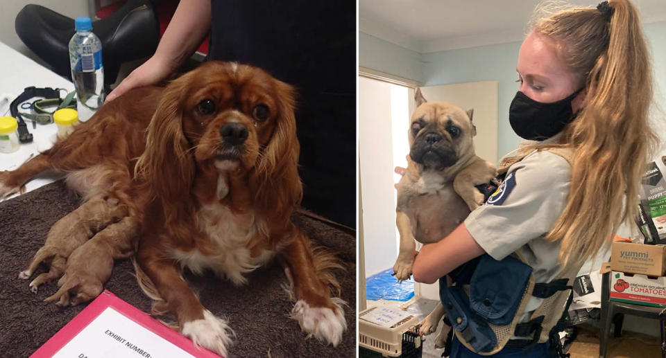 cavalier King Charles spaniel with puppies (left) French bulldogs puppy rescued from puppy farm (right) 