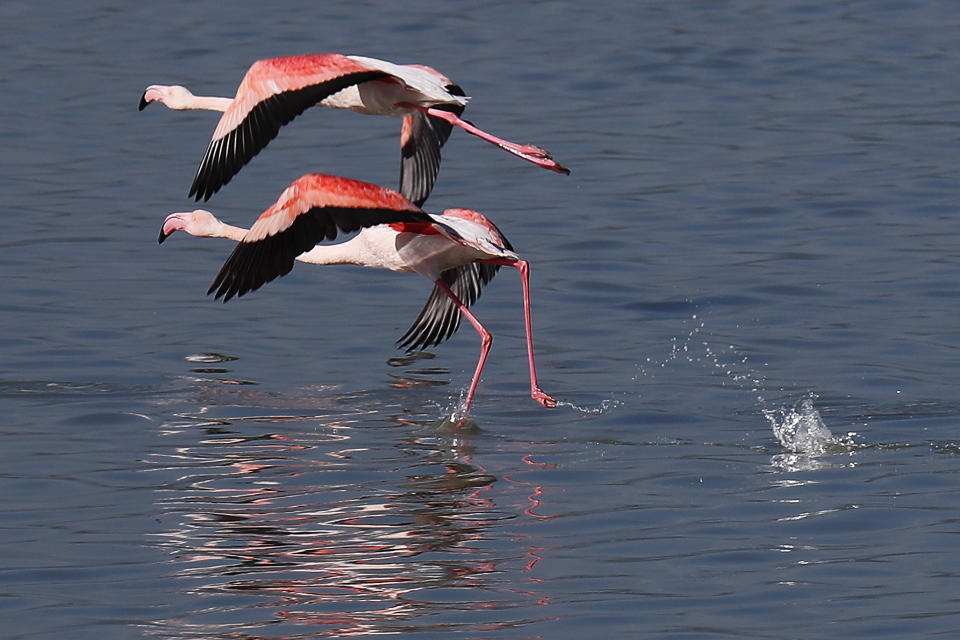 Flamingos prepare to fly on a salt lake in the southern coastal city of Larnaca, in the eastern Mediterranean island of Cyprus, Sunday, Jan. 31, 2021. Conservationists in Cyprus are urging authorities to expand a hunting ban throughout a coastal salt lake network amid concerns that migrating flamingos could potentially swallow lethal quantities of lead shotgun pellets. (AP Photo/Petros Karadjias)