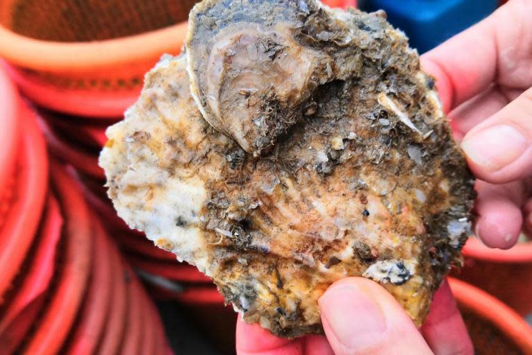 The first Mother Oyster Sanctuary is set to be created in the Thames estuary in a bid to increase the oyster population which have been hit by pollution, disease and loss of natural habitat.Working in the only Marine Conservation Zone in England for native oysters, the Zoological Society of London (ZSL) - chaired ENORI, which is a coalition of oystermen, local communities, NGOs, universities and UK Government, have begun creating the habitat required for the Mother Oyster Sanctuary, replenishing the Thames estuary’s lost oysters.Over the last 200 years the oyster population has decreased by 95% due to historic overfishing and the oysters’ recovery has also been hindered by habitat loss, pollution and the introduction of diseases. Conservationists have concluded that microplastics do pose a risk to the health of shellfish and fish, though some species such as mussels are better at expelling microplastics and oysters are more sensitive to microplastics than mussels. The main risk pollutant on the Thames was previously TBT (Tributyltin), an anti-fouling paint used on boats which is now banned but as oysters are filter feeders, any chemical spill disrupts them.As part of the project, ‘recycled’ shells from oysters bred in Mersea and sold in Borough Market and West Mersea as well as cockleshells from the Thames cockle fleet have been used to “lay the cultch” which means there is a hard surface for the oysters to grown on.Once the “cultch laying” is completed, adult females or ‘mother oysters’ are laid, which when conditions are right, will spawn in the coming weeks; initiating the first stages of the native oyster’s life cycle.Oyster farming has been recorded in Mersea since the Roman times, although populations of the European native, or Colchester oyster have suffered dramatic declines.ZSL’s senior conservation programme manager for UK & Europe, Alison Debney, said: “It may not be glamorous work, but laying ‘mother oysters’ at the right time is vital to the success of the restoration programme, and therefore vital for the survival of this native British species.ENORI was founded in 2013 by the conservation coalition in an attempt to restore a nationally important breeding population that once supported hundreds of fishermen.“The coalition has since moved more than 25,000 native oysters to Essex estuaries, as well as ensuring that fishing in the area is prohibited until the oyster stocks have sufficiently recovered and are able to withstand sustainable harvesting.”Oysters are known as ‘ecosystem engineers’ and one adult oyster, for example, can filter more than 140 litres of water in a single day.Dr Rebecca Korda, senior marine advisor at Natural England, said: “We are thrilled to be part of this collaboration which sees an array of stakeholders coming together and showing incredible innovation and drive to work to restore the native oyster and the native oyster beds back to the Essex waters. This is a hugely exciting and important step in taking this work forward and we are delighted to continue to support and contribute to the project."Rachel Langley, living seas co-ordinator at Essex Wildlife Trust, said: “We are delighted that this exciting project is evolving into its next phase and we have no doubt that the outcome of ENORI’s pioneering restoration work will be extremely positive for the Native oyster population and subsequently the marine ecosystem in Essex.”ENORI is a joint venture between ZSL, Essex Wildlife Trust, Blackwater Oysterman’s Association, Blue Marine Foundation, The University of Essex, The Nature Conservancy, River Roach Oyster Company, Colchester Oyster Fishery, CEFAS, Natural England, the Environment Agency, and the Kent and Essex Inshore Fisheries Authority (KEIFCA).To find out more about ZSL’s Thames conservation projects and the Mother Thames campaign, visit www.zsl.org/MotherThames