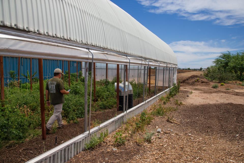 Zach Brooks, owner of the Arizona Worm Farm, walks through the greenhouse where his crew grows vegetables in south Phoenix.