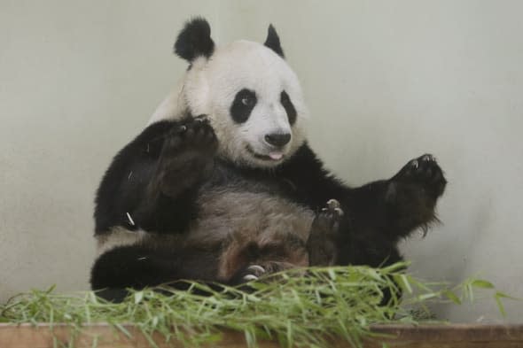 Zoo hopeful of panda pregnancy