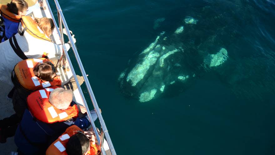 El avistaje de ballenas es una de las actividades que más turistas atrae a Puerto Madryn