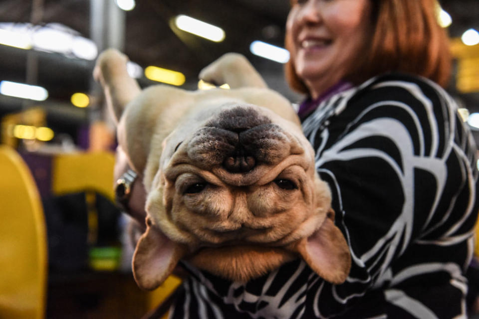 A person holds a French bulldog during the 144th annual Westminster Kennel Club Dog Show on February 10, 2020 in New York City.<span class="copyright">Stephanie Keith—Getty Images</span>