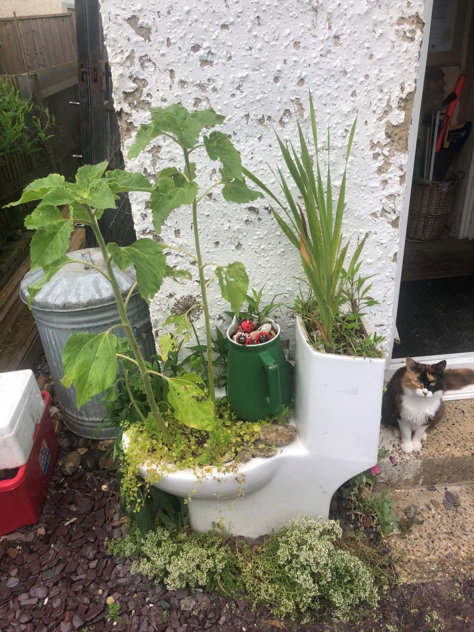 One of Cat’s repurposed toilets (Cat Fletcher)