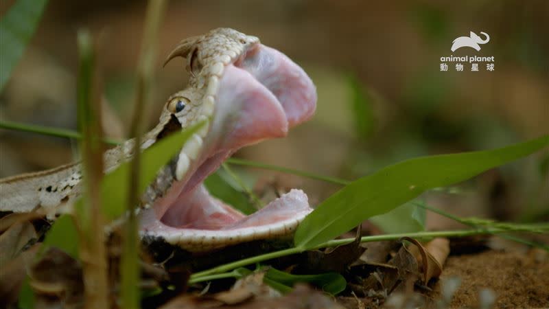 加彭膨蝰有蛇類中最大的尖牙，咬一口輸送的毒液量勝過世上所有其他的蛇。（圖／動物星球頻道提供）