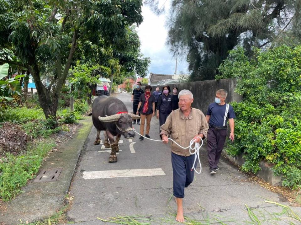 張姓老農牽著飼養8年的水牛，準備送上車去新家安享晚年，但水牛不斷甩頭不想上車，讓他淚流滿面，不斷喊著水牛名字安撫。(圖／姜梅紅臉書)