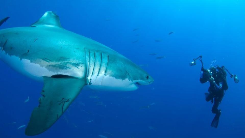 Amos Nachoum photgraphing a great white shark under water