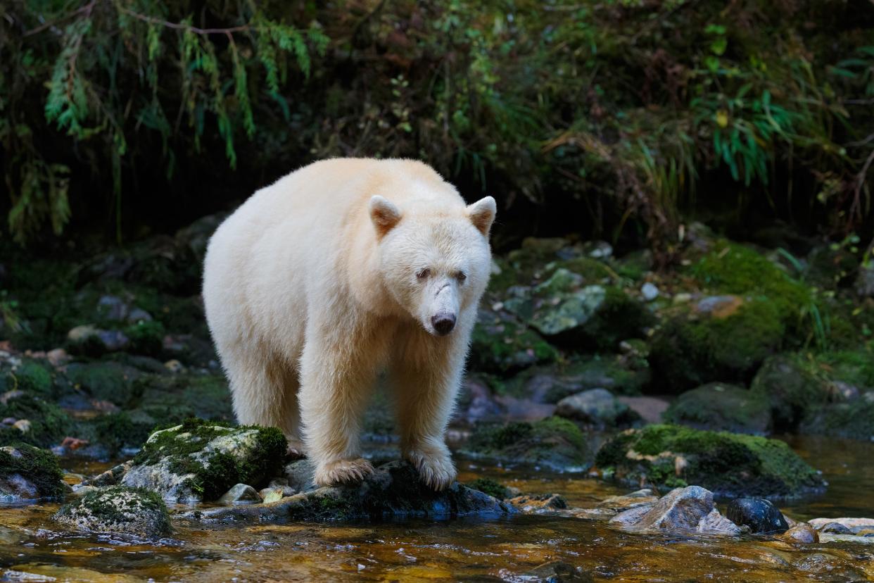 Kermode (Spirit) Bear hunting for salmon, Great Bear Rainforest, Northern British Columbia