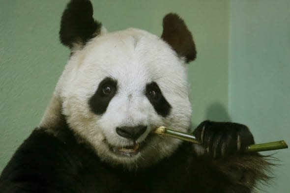 Pilots told not to fly over Edinburgh Zoo as panda 'could miscarry' due to noise