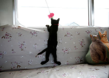 A cat is pictured in a train cat cafe, held on a local train to bring awareness to the culling of stray cats, in Ogaki, Gifu Prefecture, Japan September 10, 2017. REUTERS/Kim Kyung-Hoon