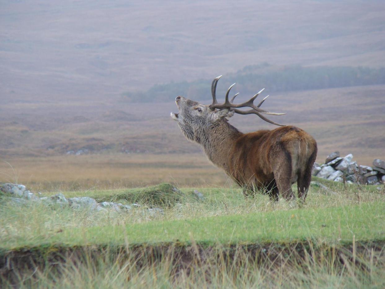 A red deer stag roars on the Isle of Rum, Scotland: Martyn Baker/University of Edinburgh