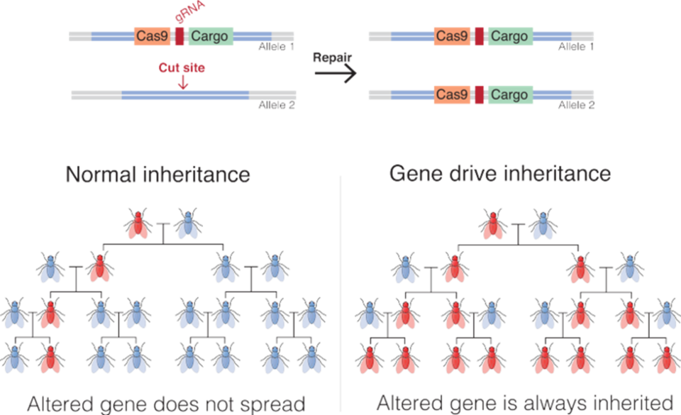 A illustration on gene inheritance. https://commons.wikimedia.org/wiki/File:Gene_drive.svg