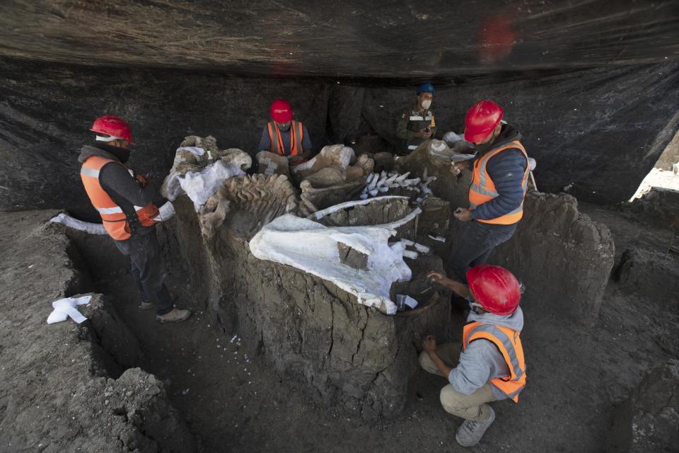 Paleontologists work to preserve the skeleton of a mammoth discovered at Mexican airport site: AP