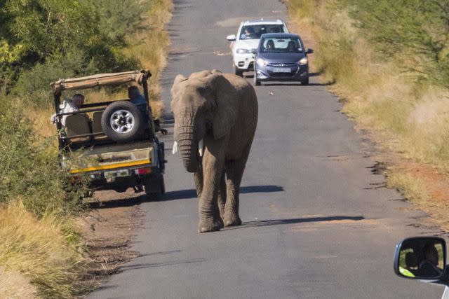 <p>Getty</p> A 43-year-old man has died after being trampled by an elephant at Pilanesberg National Park