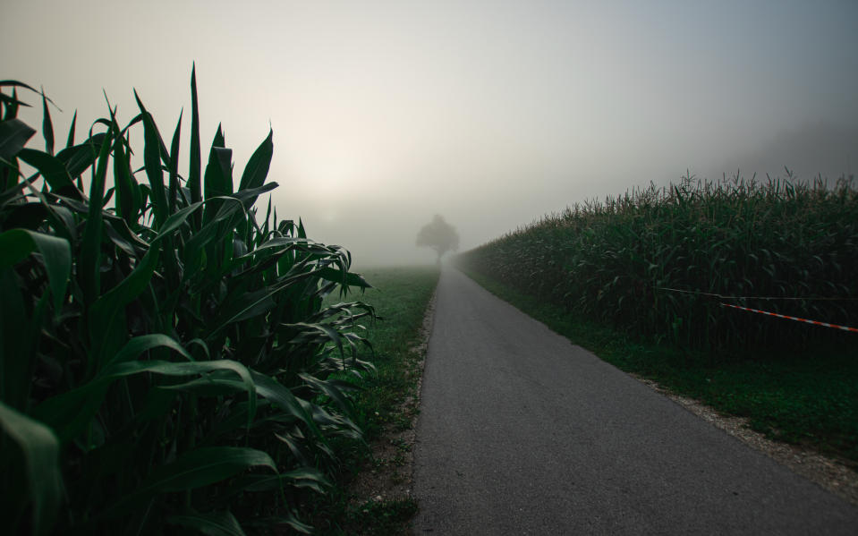 a foggy farm road
