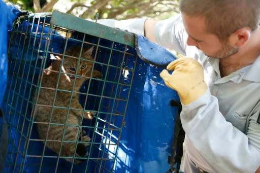 The "cat-foxes" were known about in Corsica but not scientifically identified because they remain remote and nocturnal