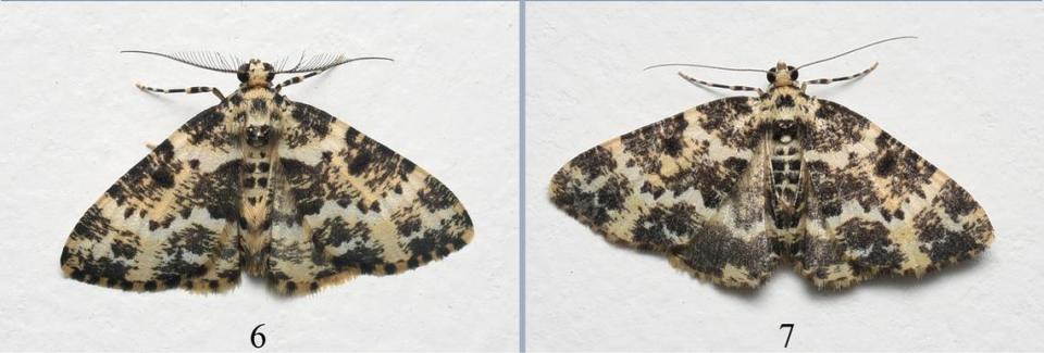 Two live Prochasma diaoluoensis, or Diaoluoshan Prochasma moths.