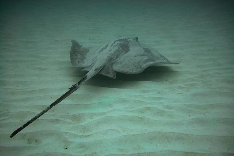 A round stingray swims in the ocean waters off Fuerteventura in the Canary Islands.