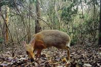 <p>Le mammifère photographié est un chevrotain à dos argenté (Tragulus Versicolor), un ruminant présent seulement au Vietnam et très rarement étudié.</p>