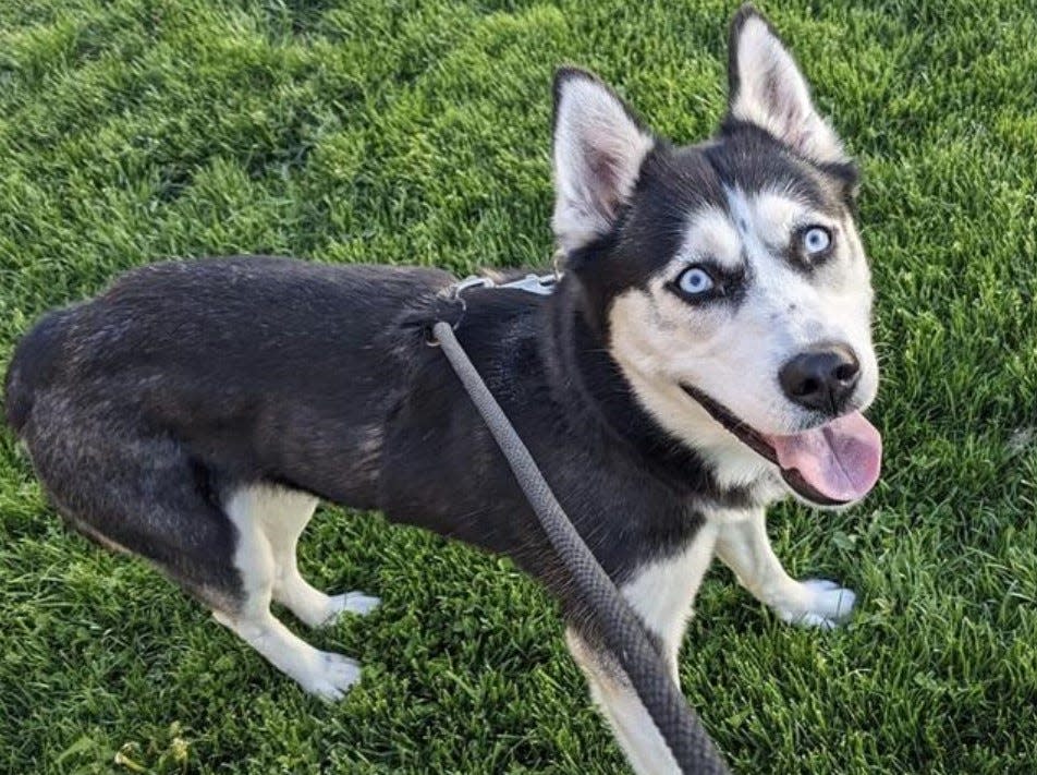 Dixie is a two-year-old female Siberian Husky who has been at MADACC since May 1.