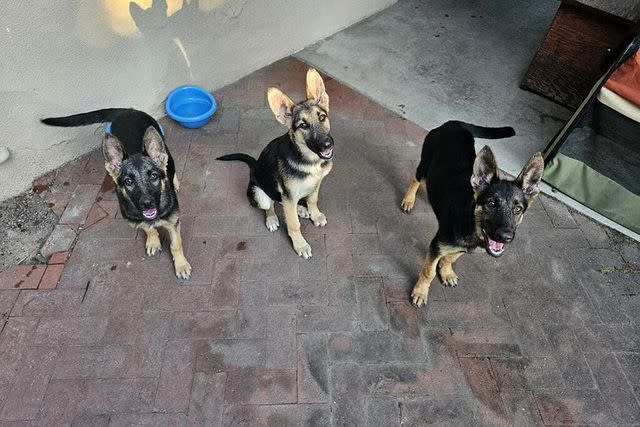 <p>Carolyn Castro</p> Three German shepherd rescue puppies