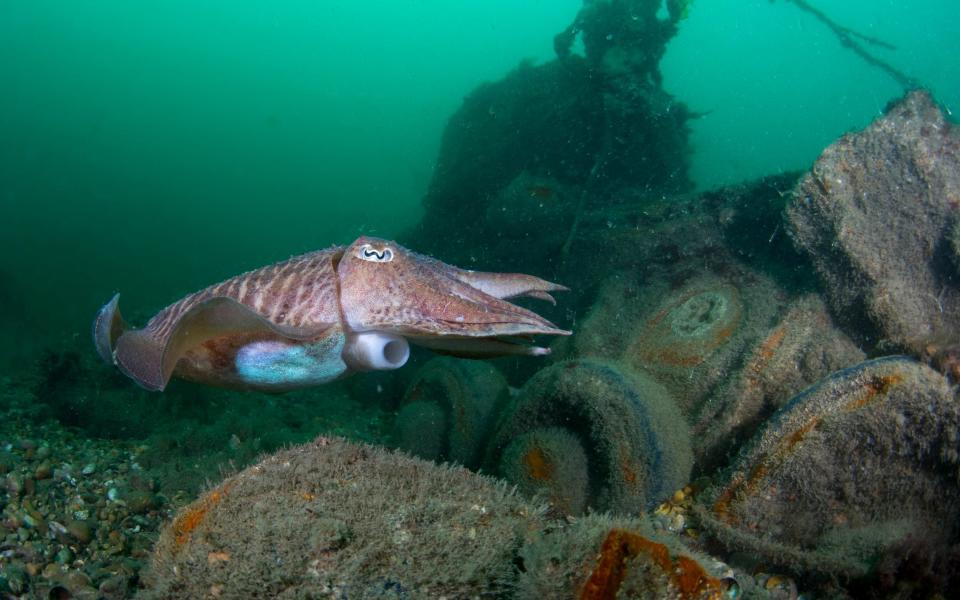 Second World War tanks 60ft down in Dorset’s jade-green water - Simon Rogerson