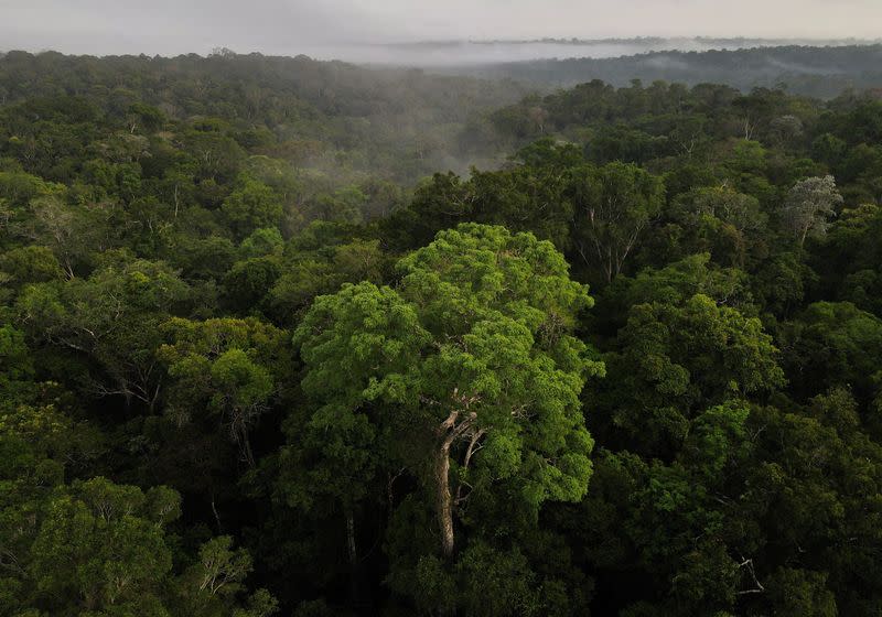 FILE PHOTO: An aerial view shows trees as the sun rises at the Amazon rainforest in Manaus