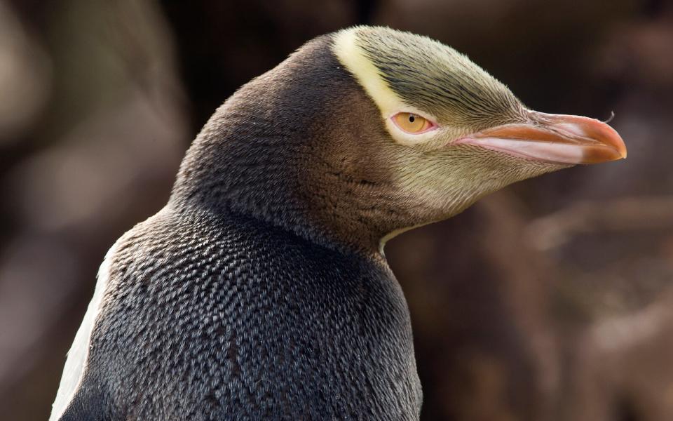 New Zealand yellow eyed penguin