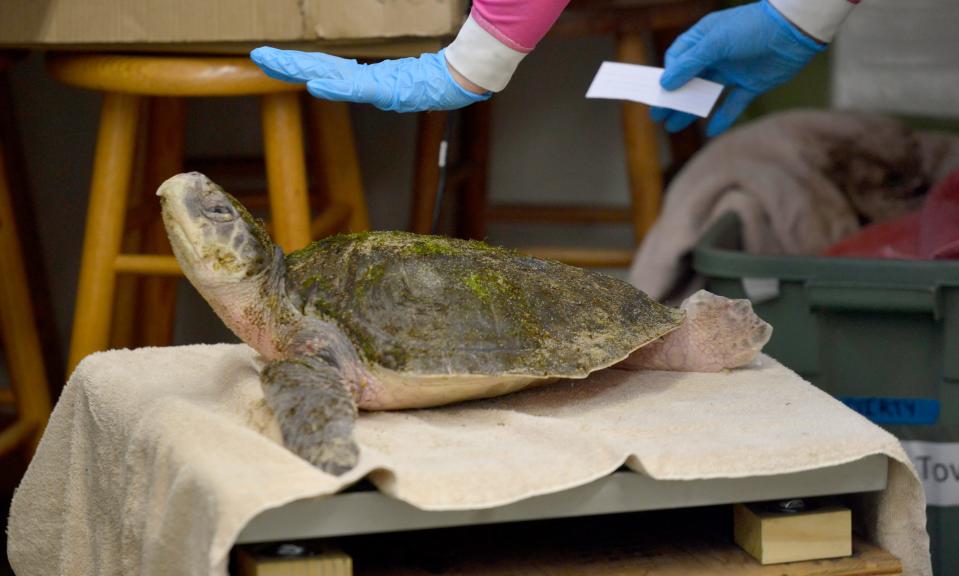 A cold-stunned Kemp's ridley turtle is put on a scale to be weighed on Tuesday. Elora Grahame, a cold-stunned sea turtle technician with Mass Audubon Wellfleet Bay Wildlife Sanctuary, said when the turtles lift their heads they're taking a breath.