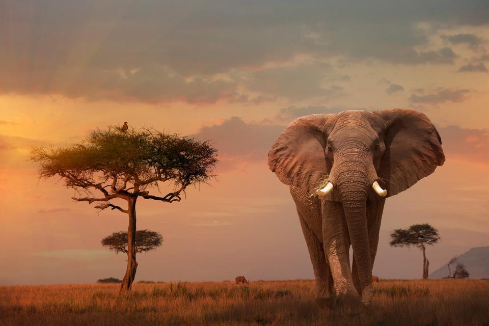 Giant Male elephant (Loxodonta africana) at sunset in Masai Mara National Park.