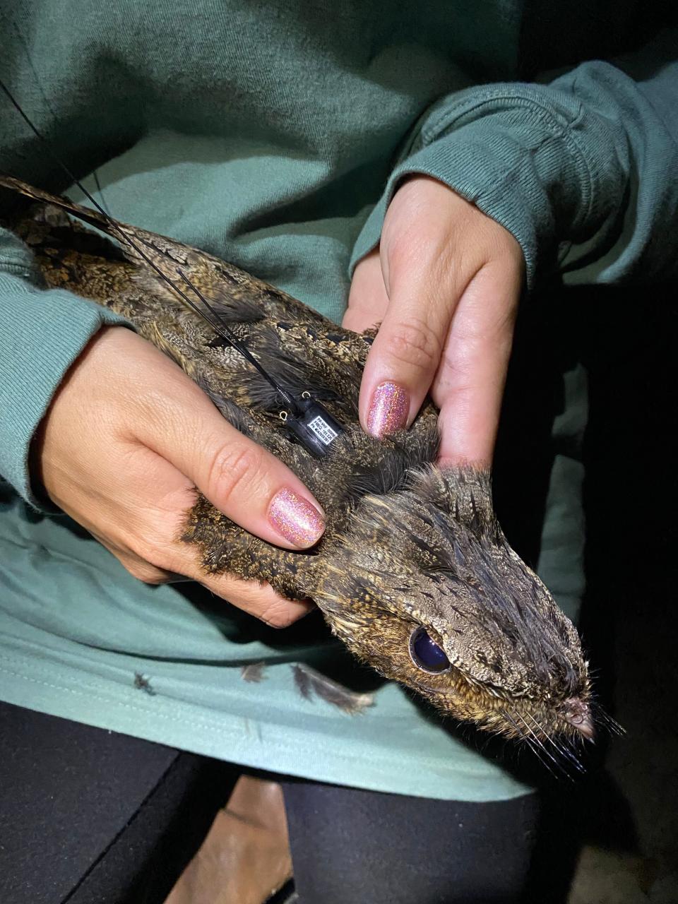 A researcher shows the small tracker placed on a chuck-will's-widow. If the bird returns, researchers will be able to collect data on where it went during the winter.