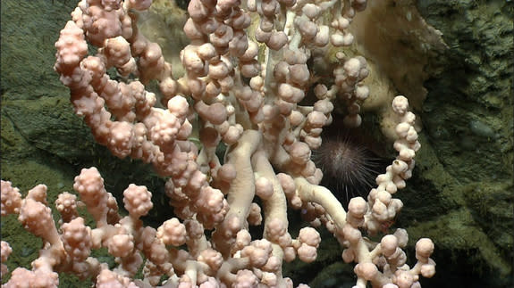 A white <i>Paragorgia</i> coral with sea urchin.